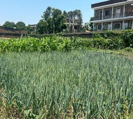 Organic farm view